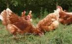 Bruine Barnevelders en Witte leghorn kippen., Vrouwelijk, Kip