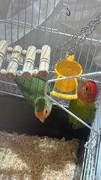 Dwergpapegaai mooi koppel 1,5 oud, Meerdere dieren, Dwergpapegaai of Agapornis