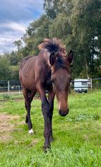 Mooi, lief en groot bruin PRE veulen, Dieren en Toebehoren, Paarden, Gechipt, Dressuurpaard, 0 tot 2 jaar, Hengst