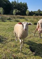 Fries melkschaap rammen, Dieren en Toebehoren, Schapen, Geiten en Varkens, Mannelijk, Schaap, 0 tot 2 jaar