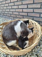 Leuke kittens, Dieren en Toebehoren, Katten en Kittens | Overige Katten, Meerdere dieren, Kortharig, 0 tot 2 jaar