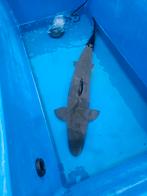 Transmontanus steur, Steur