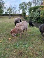 Ouessant schapen met lam, Dieren en Toebehoren, Vrouwelijk, Schaap