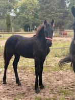 Fries merrie veulen vol papier, Dieren en Toebehoren, Paarden, Merrie, Niet van toepassing, Minder dan 160 cm, 0 tot 2 jaar