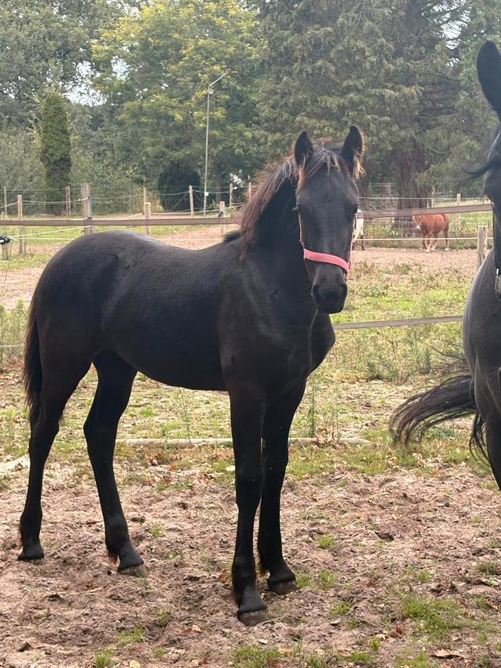 Fries merrie veulen vol papier, Dieren en Toebehoren, Paarden, Merrie, Niet van toepassing, Minder dan 160 cm, 0 tot 2 jaar