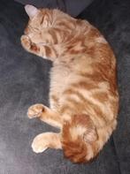 Rode poes half Britse korthaar, Dieren en Toebehoren, Katten en Kittens | Overige Katten, Poes, Kortharig, 3 tot 5 jaar