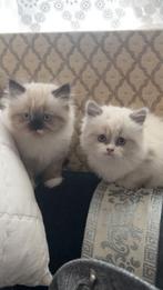 Kittens te koop
