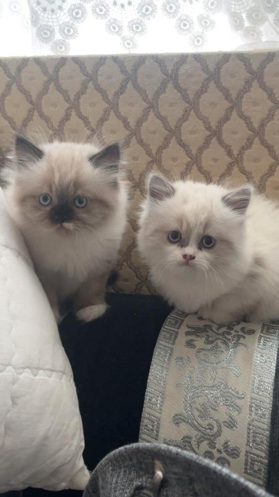 Kittens te koop, Dieren en Toebehoren, Katten en Kittens | Raskatten | Langhaar