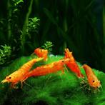 Orange Neocaridina garnalen – Eigen kweek, Kreeft, Krab of Garnaal