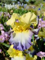 iris Germanica Baardiris 'Designers Art', Ophalen of Verzenden, Lente, Overige soorten, Volle zon