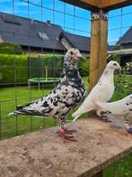 Zwart stipper postduiven duiven, Dieren en Toebehoren, Vogels | Duiven, Meerdere dieren, Postduif