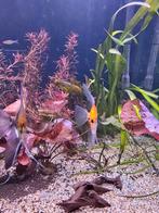 Maanvissen, Dieren en Toebehoren, Vissen | Aquariumvissen, Vis