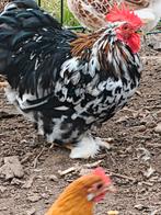 Kippen en hanen te koop, Dieren en Toebehoren, Pluimvee, Meerdere dieren, Kip