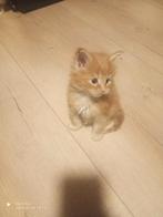 Russische Maine Coon kittens met stamboom, Dieren en Toebehoren, Katten en Kittens | Raskatten | Langhaar, Meerdere dieren, Met stamboom