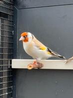 Natuurbroed Major putter poppen 2025, Dieren en Toebehoren, Vogels | Overige Vogels, Vrouwelijk, Wildzangvogel, Geringd