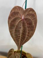 Dioscorea Discolor #2, Ophalen of Verzenden, Overige soorten, Minder dan 100 cm