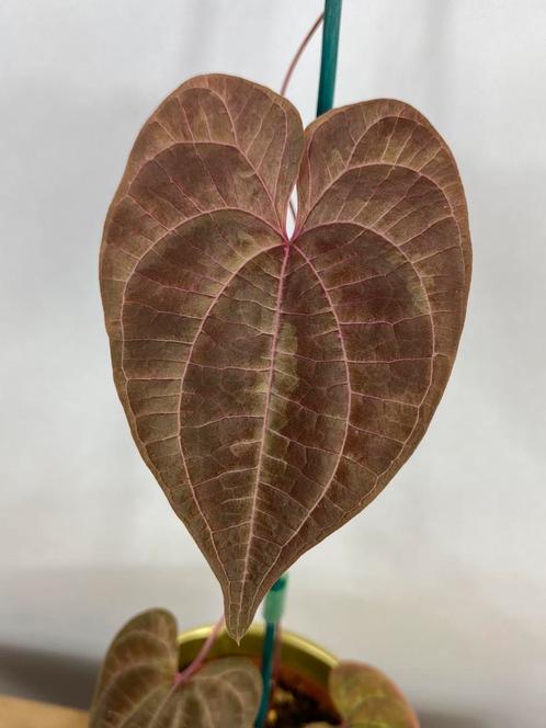 Dioscorea Discolor #2, Huis en Inrichting, Kamerplanten, Overige soorten, Minder dan 100 cm, Ophalen of Verzenden