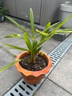Palmboom Trachycarpus Fortunei, Tuin en Terras, Ophalen of Verzenden, Bloeit niet, Overige soorten, Volle zon