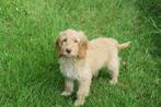 Cocker Spaniel kruising puber pup reutje, Nederland, Reu, CDV (hondenziekte), 8 tot 15 weken