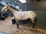 Professioneel scheren van paarden en pony's, Diensten en Vakmensen, Dieren | Paarden | Verzorging, Oppas en Les