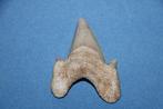 Haaientand Otodus obliquus, Verzamelen, Ophalen of Verzenden, Fossiel
