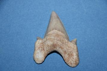 Haaientand Otodus obliquus beschikbaar voor biedingen