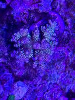 Acropora selago rainbow, Dieren en Toebehoren, Ophalen, Nieuw, Gevuld zeewateraquarium