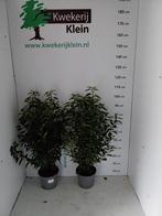 Portugese Laurier - Prunus lusitanica, Ophalen, Overige soorten, Halfschaduw