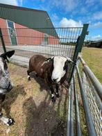 Overjarige dekram bont x kempische heide, Dieren en Toebehoren, Mannelijk, Schaap, 0 tot 2 jaar