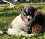 Nog 2 , kleine Chihuahua x Chinese Naakthond pupjes. Teefjes, CDV (hondenziekte), 8 tot 15 weken, Meerdere, Meerdere dieren