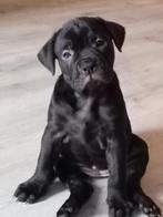 12 december mogen ze weg !!! Old englishe bulldog kruising, CDV (hondenziekte), 8 tot 15 weken, Bulldog, Meerdere