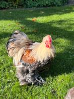 Lief cochin krielhaantje, Dieren en Toebehoren, Pluimvee, Mannelijk, Kip