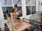 Zwartkop Caique's, Dieren en Toebehoren, Meerdere dieren, Papegaai, Geringd