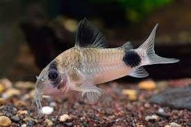 Corydoras panda, Dieren en Toebehoren, Overige typen, Zoetwatervis, Schoolvis