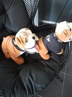 Orginele mini cooper bulldog knuffels, Ophalen, Zo goed als nieuw, Overige typen