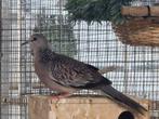 Parelhals tortel doffer, Dieren en Toebehoren, Mannelijk