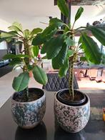Juwel plant Madagascar 60 cm, Huis en Inrichting, Kamerplanten, Ophalen, Overige soorten, In pot, Minder dan 100 cm