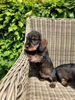 Standaard teckel pups, Dieren en Toebehoren, Honden | Teckels en Dashonden, Standaard, 8 tot 15 weken, CDV (hondenziekte), Meerdere