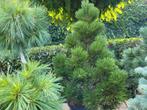 Pinus leuc zwerg schneverdi, Tuin en Terras, Planten | Bomen, Ophalen, Volle zon, Overige soorten, Minder dan 100 cm
