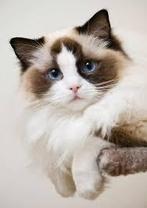 GEVRAAGD! Ragdoll Kitten Poes vr gezin (we zijn geen fokker), Dieren en Toebehoren, Poes, Ontwormd, 0 tot 2 jaar