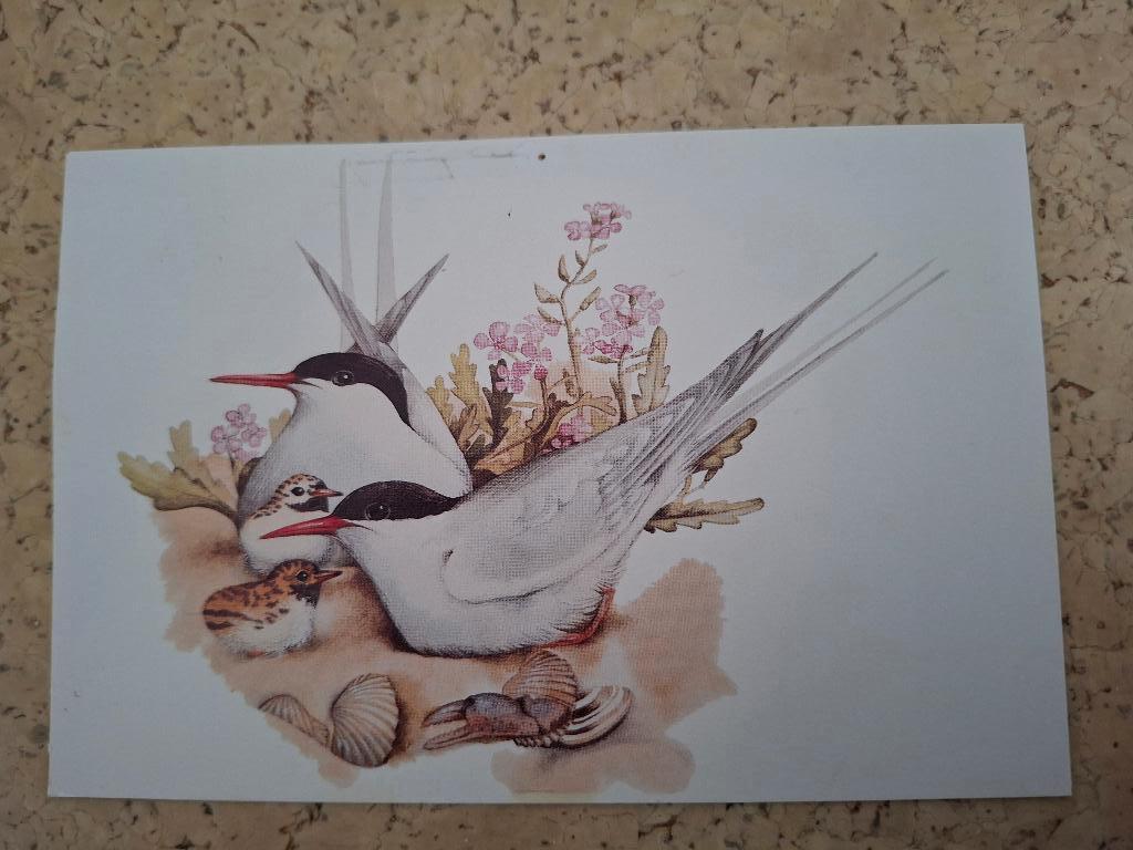 Ansicht grasduinen, noordse Sterns, Ophalen of Verzenden, Gelopen, Natuur