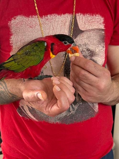 Super Tamme Lori volgen papegaaien, Dieren en Toebehoren, Vogels | Parkieten en Papegaaien, Papegaai, Mannelijk, Tam