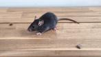 Kleine wondertjes zoeken een nieuw thuis, Dieren en Toebehoren, Knaagdieren, Juni, Meerdere dieren, Rat