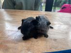 2 cavia zeugjes zwart en zilver agouti, Dieren en Toebehoren, Cavia, Augustus, Vrouwelijk, Tam