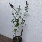Vlinderstruik in pot, Volle zon, Vaste plant, Zomer, Ophalen