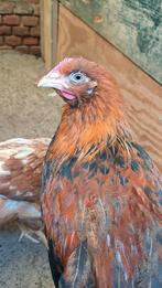Raszuivere, tamme welsumer haan van 25-7-25 (Groot soort), Dieren en Toebehoren, Mannelijk, Kip
