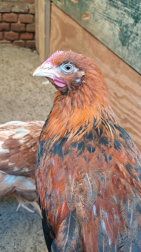 Raszuivere, tamme welsumer haan van 25-7-25 (Groot soort), Dieren en Toebehoren, Pluimvee, Kip, Mannelijk