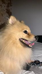 Gratis wekelijkse hondenfotos, Ophalen, Overige typen