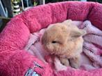 Mooi Mini Lop konijntje te reserveren, Geslacht onbekend, Klein, Hangoor, 0 tot 2 jaar