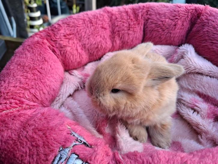 Mooi Mini Lop konijntje te reserveren, Dieren en Toebehoren, Konijnen, Klein, Geslacht onbekend, 0 tot 2 jaar, Hangoor